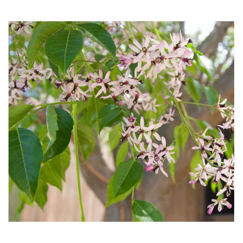 Melia azedarach (lilas de Perse (Melia azedarach (Lilas des Indes, margousier, faux Neem)