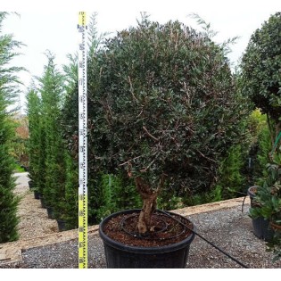 Pistacia lentiscus (Pistachier lentisque, Arbre à mastic)