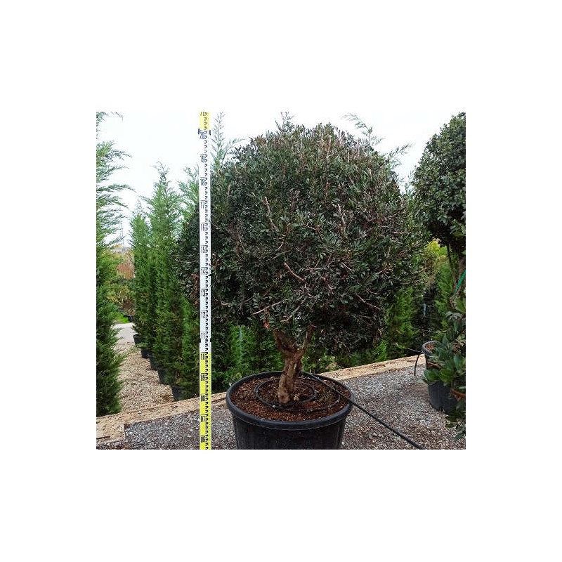 Pistacia lentiscus (Pistachier lentisque, Arbre à mastic)