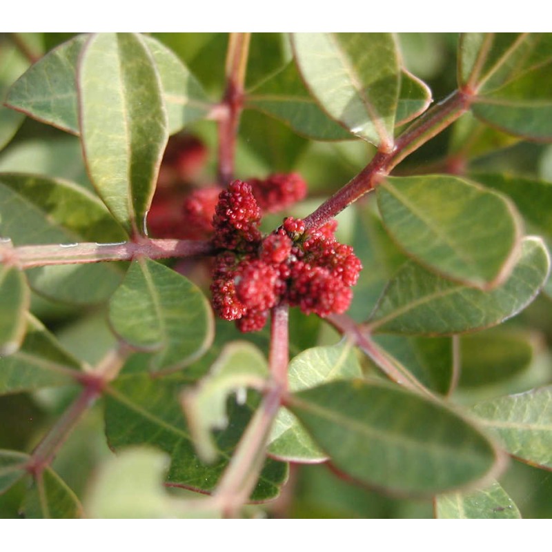 Pistacia lentiscus (Pistachier lentisque, Arbre à mastic)