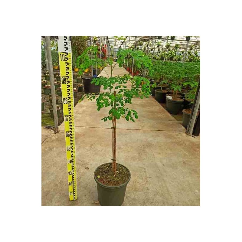 Moringa oleifera arbre de vie
