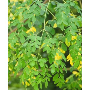 Moringa oleifera