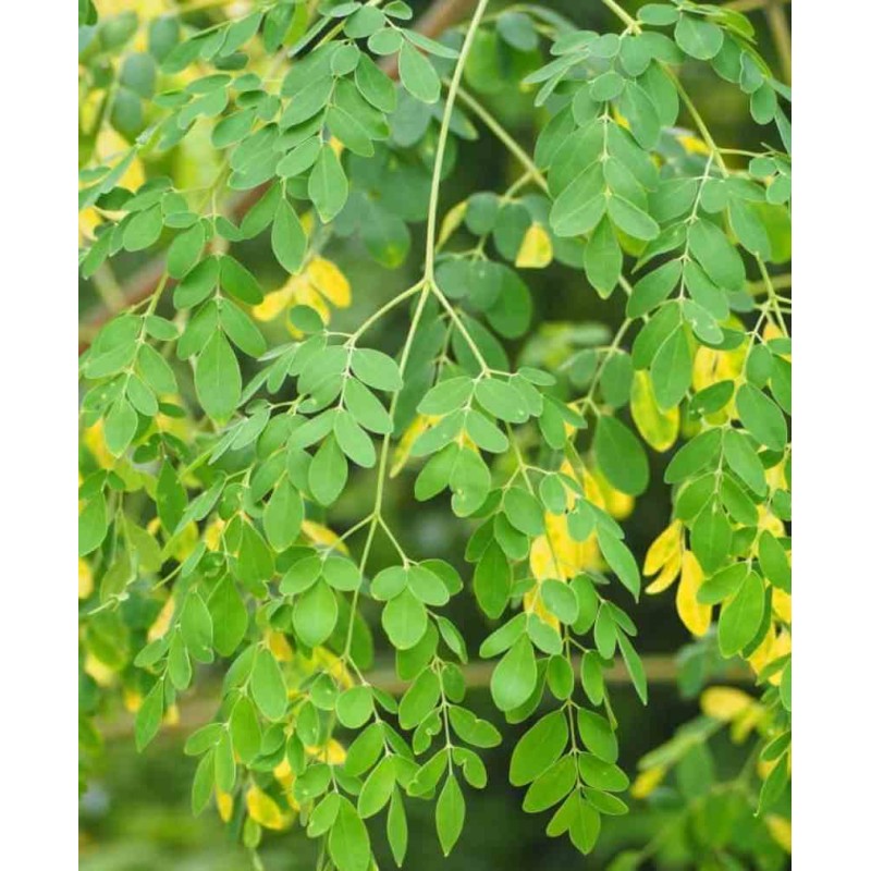 Moringa oleifera