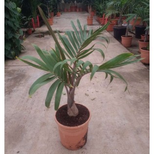 Hyophorbe lagenicaulis (Palmier bouteille)