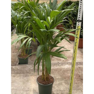 Adonidia merrillii (Veitchia merrillii- Palmier de manille)