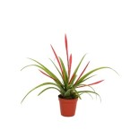 Tillandsia flabellata (Tillandsia rouge)