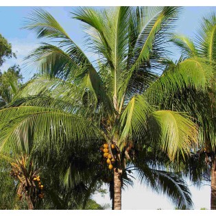Cocos nucifera (véritable cocotier)