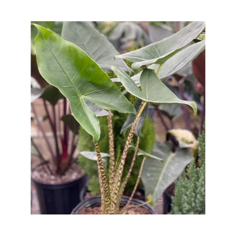 Alocasia zebrina reticulata (Oreille d'éléphant, Taro)