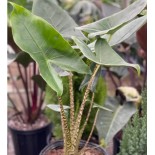 Alocasia zebrina reticulata (Oreille d'éléphant, Taro)