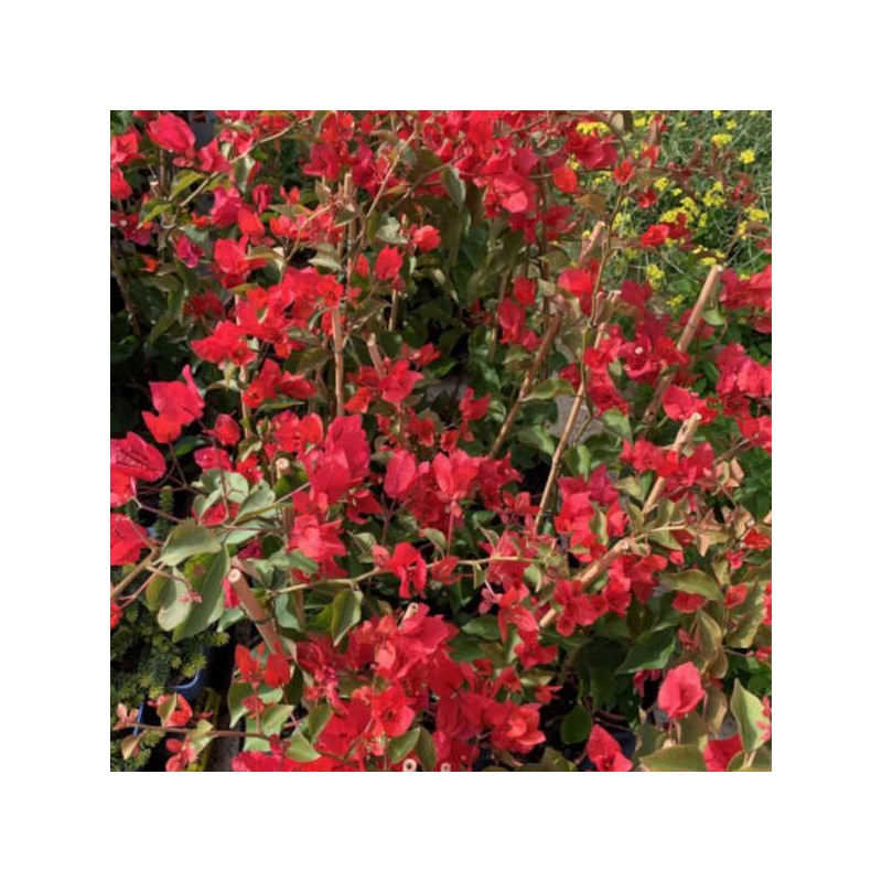 Bougainvillier vera rouge