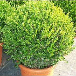Buxus microphylla 'Faulkner' (Buis commun )