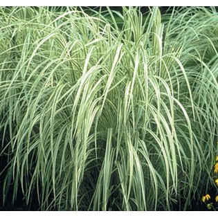Miscanthus variegatus (Roseau de Chine, Eulalie)