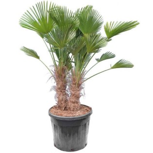 Trachycarpus wagnerianus (Palmier de chusan, Palmier moulin à vent) Spécimen