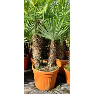 Trachycarpus fortunei (palmier chanvre, palmier moulin à vent) SPÉCIMEN
