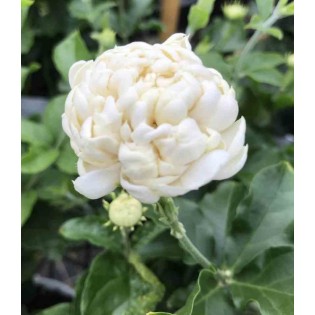 Jasminum sambac cv. Flore Pleno Grand Duke of Tuscany