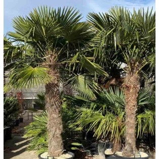 Trachycarpus fortunei