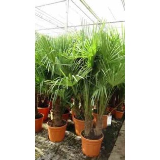 Trachycarpus fortunei