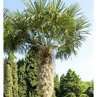 Trachycarpus fortunei