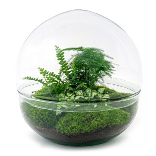 Urbanjngl Diy Terrarium - Dome Xl - ? 30 Cm