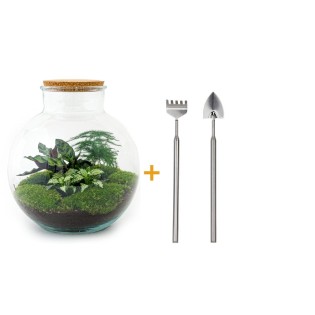 Urbanjngl Diy Terrarium - Bolder Bob - ? 30 Cm