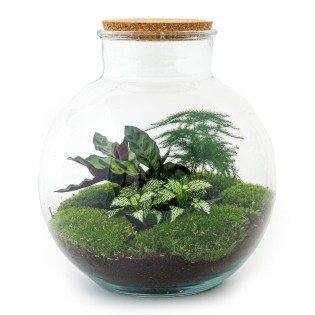 Urbanjngl Diy Terrarium - Bolder Bob - ? 30 Cm