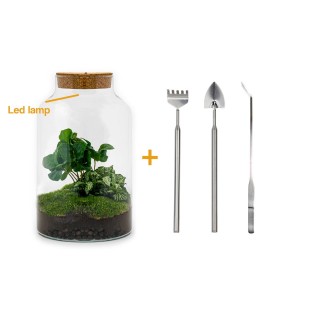 Urbanjngl Diy Terrarium - Milky Coffea With Light - ? 31 Cm