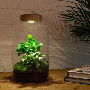 Urbanjngl Diy Terrarium - Milky Coffea With Light - ? 31 Cm