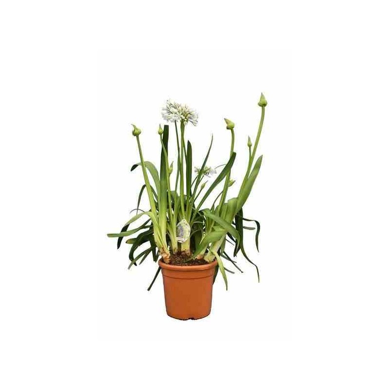 Agapanthus africanus blanche (Agapanthe)