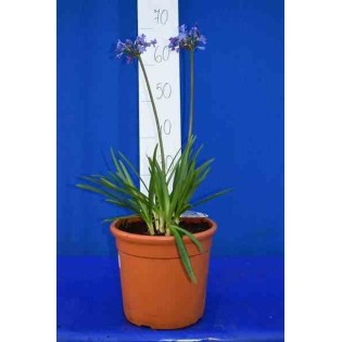 Agapanthe Lapis Lazuli (Agapanthe)