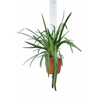 Agapanthus Lavender Haze (Agapanthe)