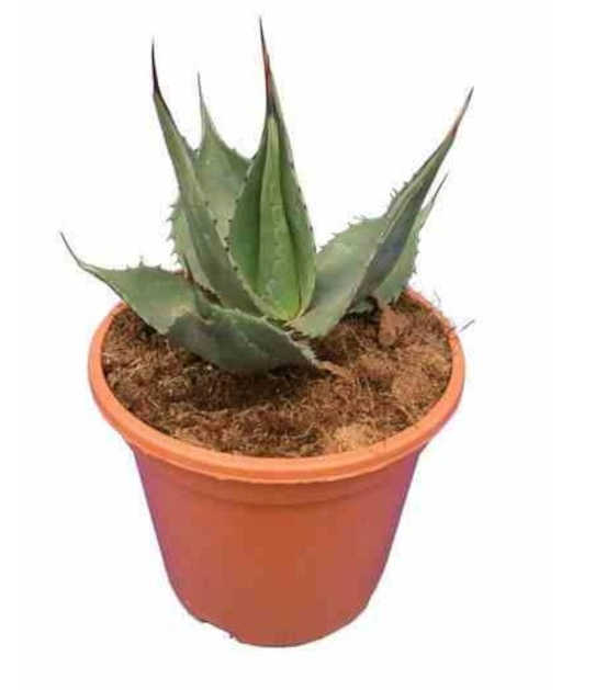 Agave américain cv. Havardiana