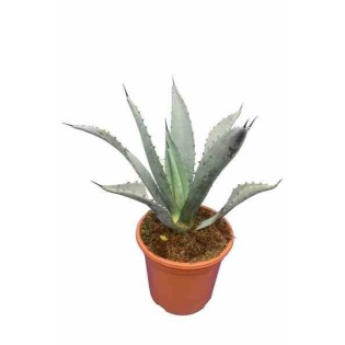 Agave franzosinii