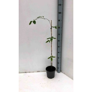 Akebia quinata (Vigne chocolat)