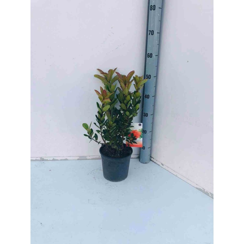 Arbousier unedo var. Rubra