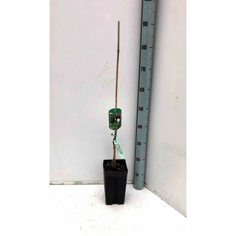 Asimina triloba (paw paw)