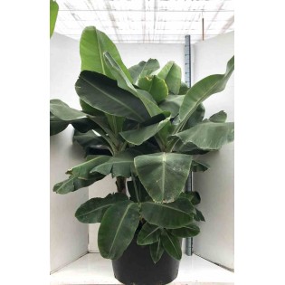 Bananier Musa acuminata cv. Cavendish super nain