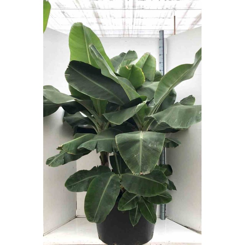 Bananier Musa acuminata cv. Cavendish super nain
