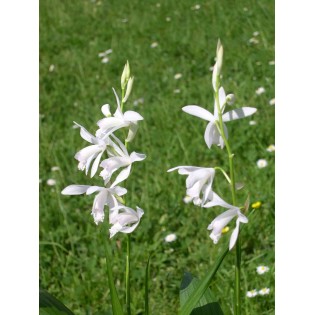 Bletilla striata "alba"