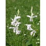 Bletilla striée "alba"