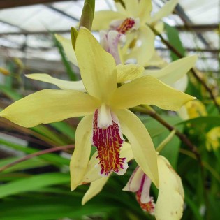 Bletilla striata "jaune"