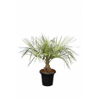 Butia capitata (Palmier à vin ou gelée)