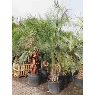 Butia capitata (Palmier à vin ou gelée)