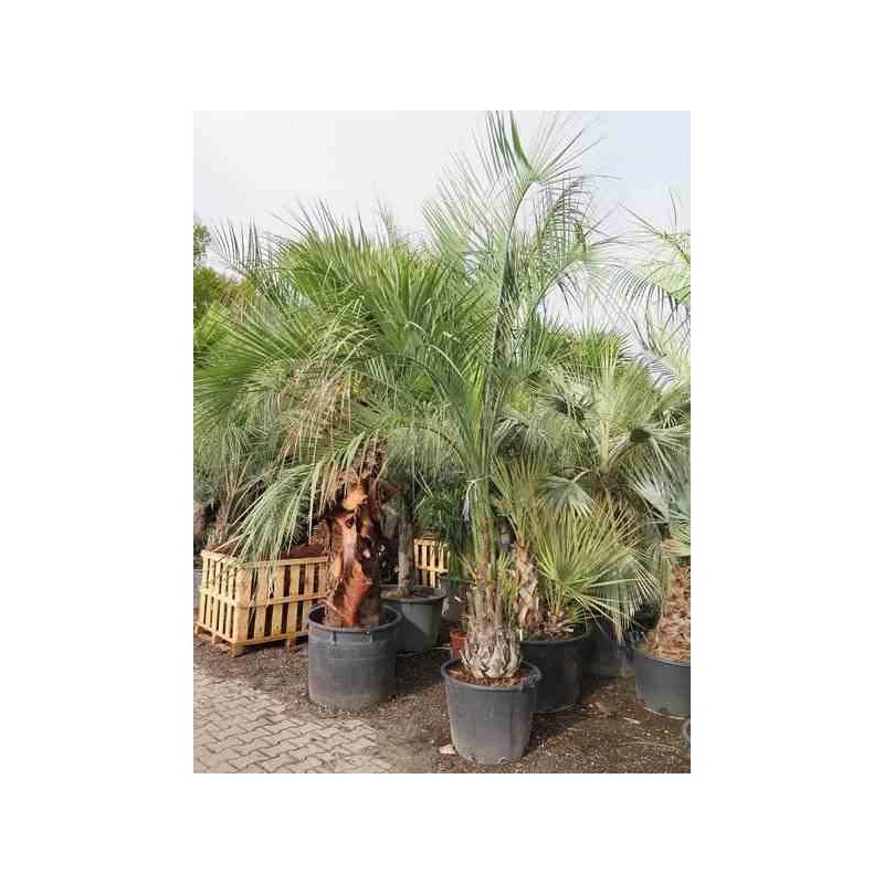Butia capitata (Palmier à vin ou gelée)