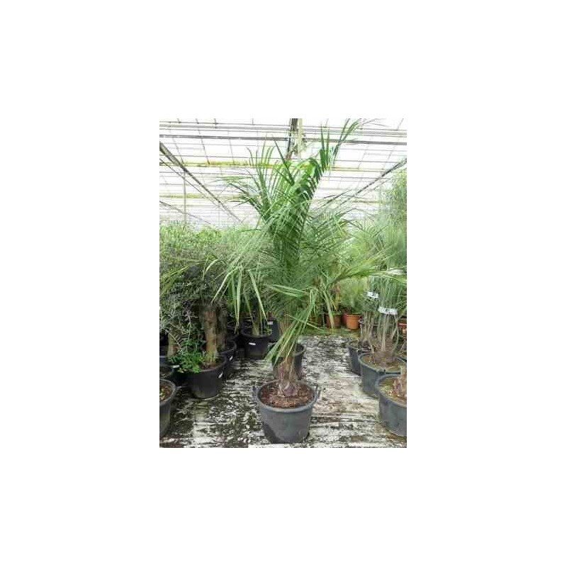 Butia nabonnandii (Butyagrus)