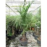 Butia nabonnandii (Butyagrus)