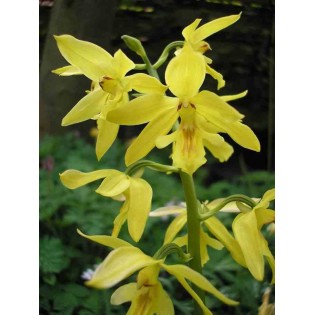Calanthe sieboldiana