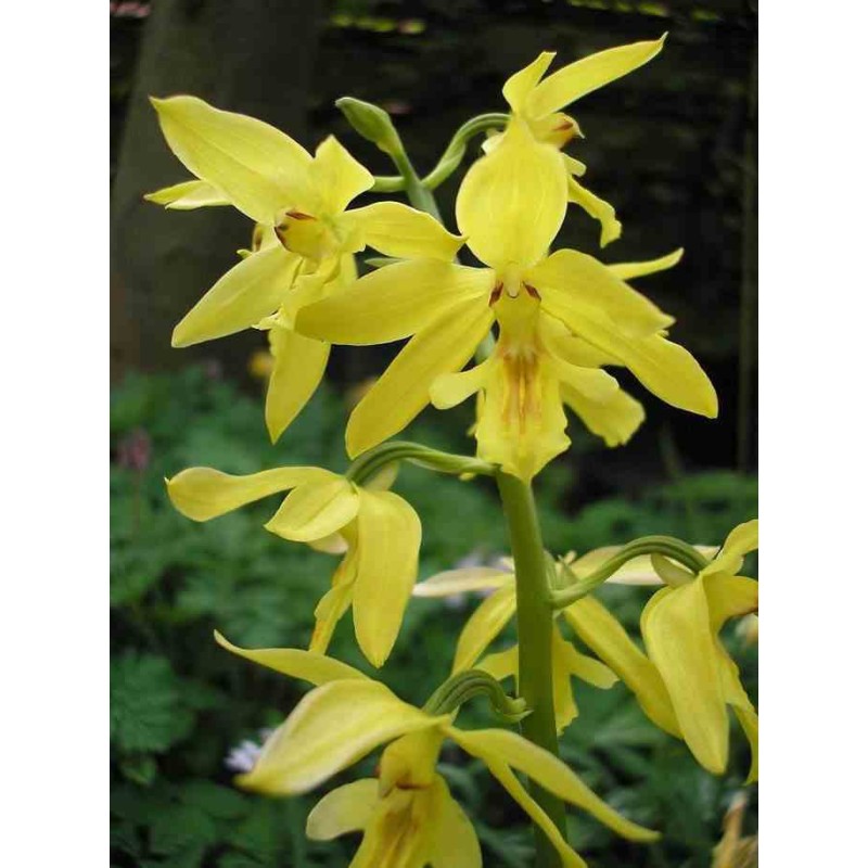 Calanthe sieboldiana