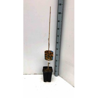 Carya illinoinensis noix de Pecan pacanier