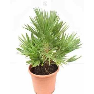 Chamaerops humilis var. vulcano