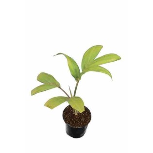 Chambeyronia macrocarpa